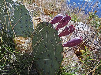 Plains Prickly Pear (Opuntia macrorhiza)