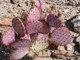 Santa Rita Prickly Pear (Opuntia santa-rita)