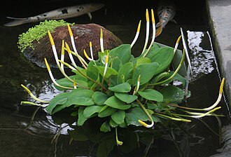 Golden Club (Orontium aquaticum)