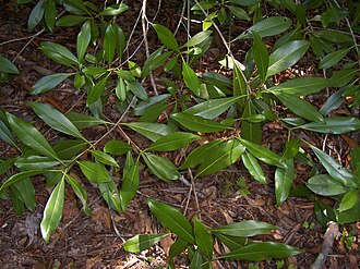Devilwood (Osmanthus americanus)
