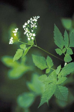Sweet Cicely (Osmorhiza claytonii)