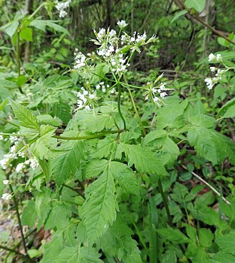 Smooth Sweet Cicely (Osmorhiza longistylis)