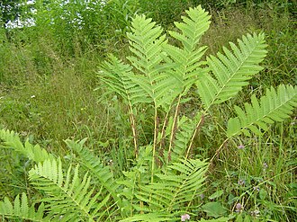 Interrupted Fern (Osmunda claytoniana)