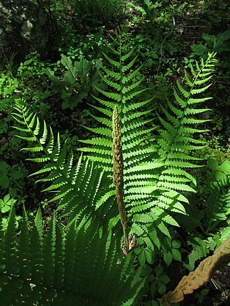 Cinnamon Fern (Osmundastrum cinnamomeum)