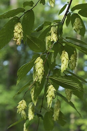 Hop Hornbeam (Ostrya virginiana)