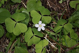 Redwood Sorrel (Oxalis oregana)