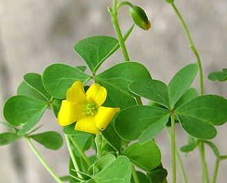 Common Yellow Woodsorrel (Oxalis stricta)