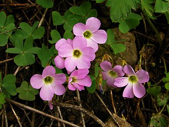 Violet Wood-sorrel (Oxalis violacea)