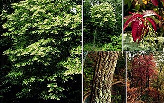 Sourwood (Oxydendrum arboreum)