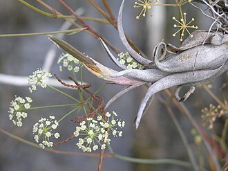 Water Cowbane (Oxypolis filiformis)