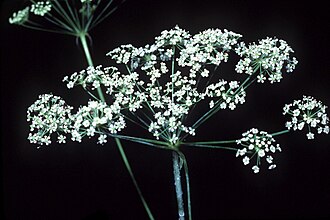 Stiff Cowbane (Oxypolis rigidior)