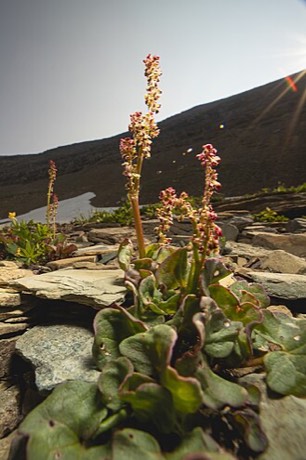 Mountain Sorrel (Oxyria digyna)