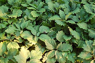 Allegheny Spurge (Pachysandra procumbens)