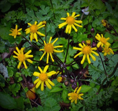 Golden Ragwort (Packera aurea)
