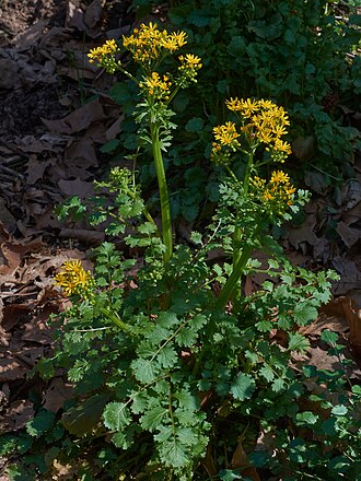 Butterweed (Packera glabella)