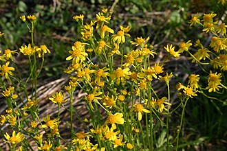Round-leaved Ragwort (Packera obovata)