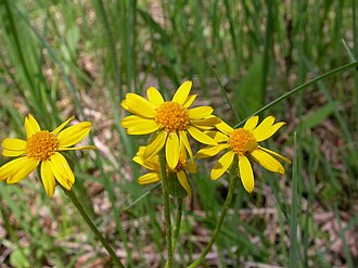 Prairie Groundsel (Packera plattensis)