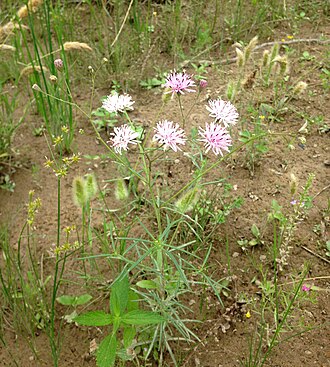 Small Palafox (Palafoxia callosa)