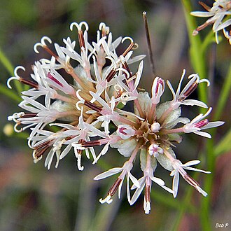 Coastal Plain Palafox (Palafoxia integrifolia)