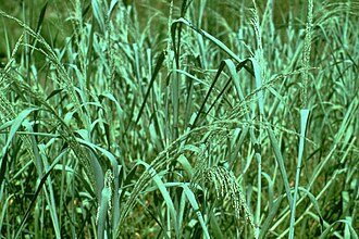 Bitter Panicgrass (Panicum amarum)