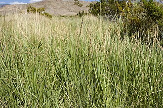 Vine Mesquite (Panicum obtusum)