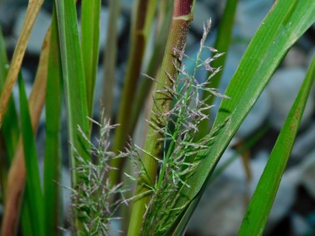 Redtop Panicgrass (Panicum rigidulum)