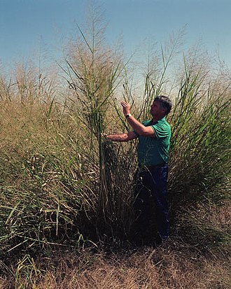 Switchgrass (Panicum virgatum)