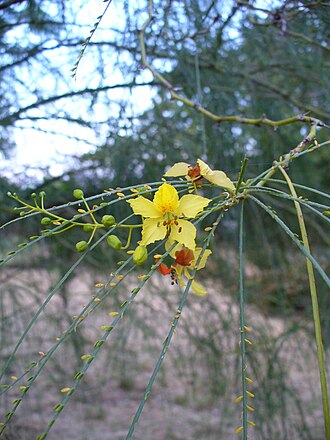 Mexican Palo Verde (Parkinsonia aculeata)