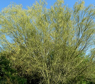 Foothill Palo Verde (Parkinsonia microphylla)