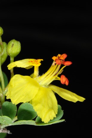 Texas Palo Verde (Parkinsonia texana)