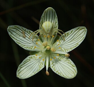 Grass-of-Parnassus (Parnassia glauca)
