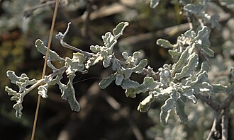 Mariola (Parthenium incanum)