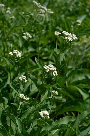 Wild Quinine (Parthenium integrifolium)