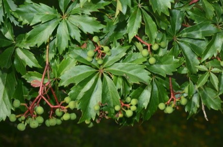 Sevenleaf Creeper (Parthenocissus heptaphylla)
