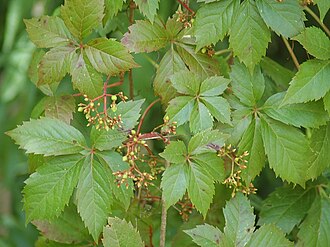 Virginia Creeper (Parthenocissus quinquefolia)