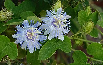 Fetid Passionflower (Passiflora foetida)