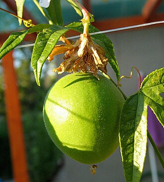 Purple Passionflower (Passiflora incarnata)