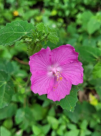 Rock Rose (Pavonia lasiopetala)