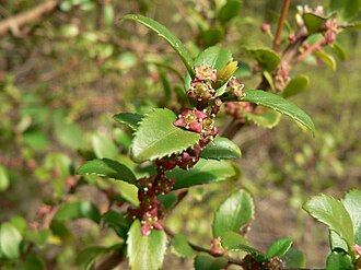Oregon Boxleaf (Paxistima myrsinites)