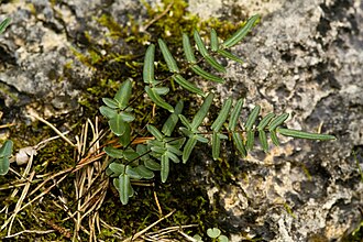 Purple Cliffbrake (Pellaea atropurpurea)