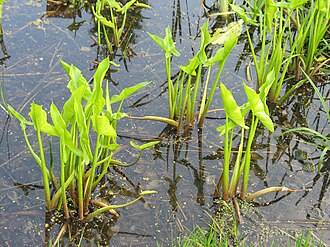 Arrow Arum (Peltandra virginica)
