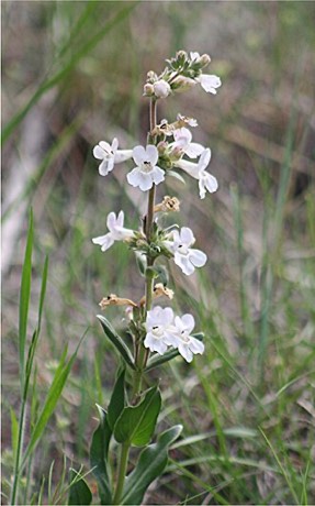 White Beardtongue (Penstemon albidus)