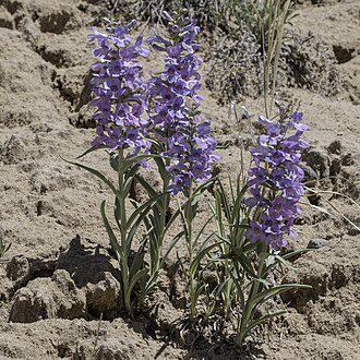 Narrowleaf Beardtongue (Penstemon angustifolius)