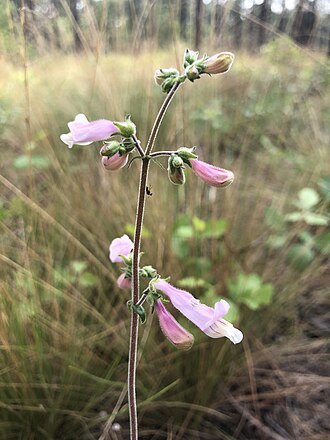 Eustis Lake Beardtongue (Penstemon australis)
