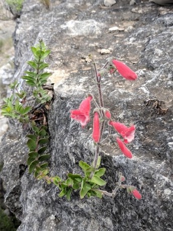 Rock Penstemon (Penstemon baccharifolius)