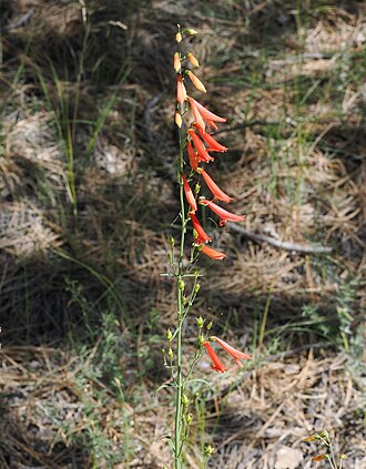 Beardlip Penstemon (Penstemon barbatus)