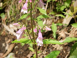 Eastern Gray Beardtongue (Penstemon canescens)