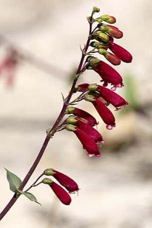 Cardinal Penstemon (Penstemon cardinalis)