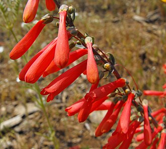 Scarlet Bugler (Penstemon centranthifolius)