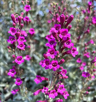 Cleveland's Beardtongue (Penstemon clevelandii)